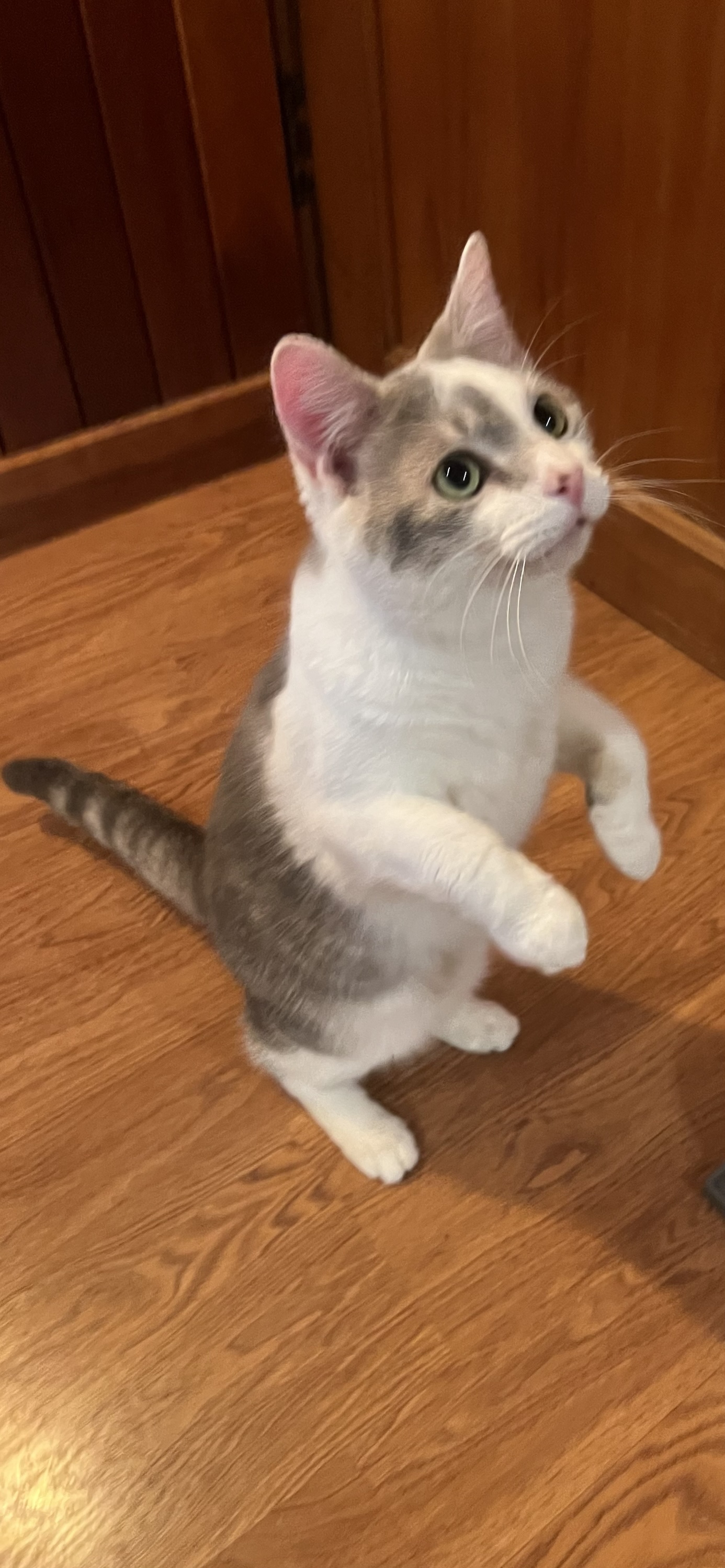 Donate to The Catina - Image 4