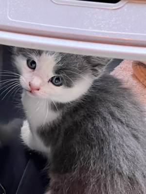 Donate to The Catina - Image 3