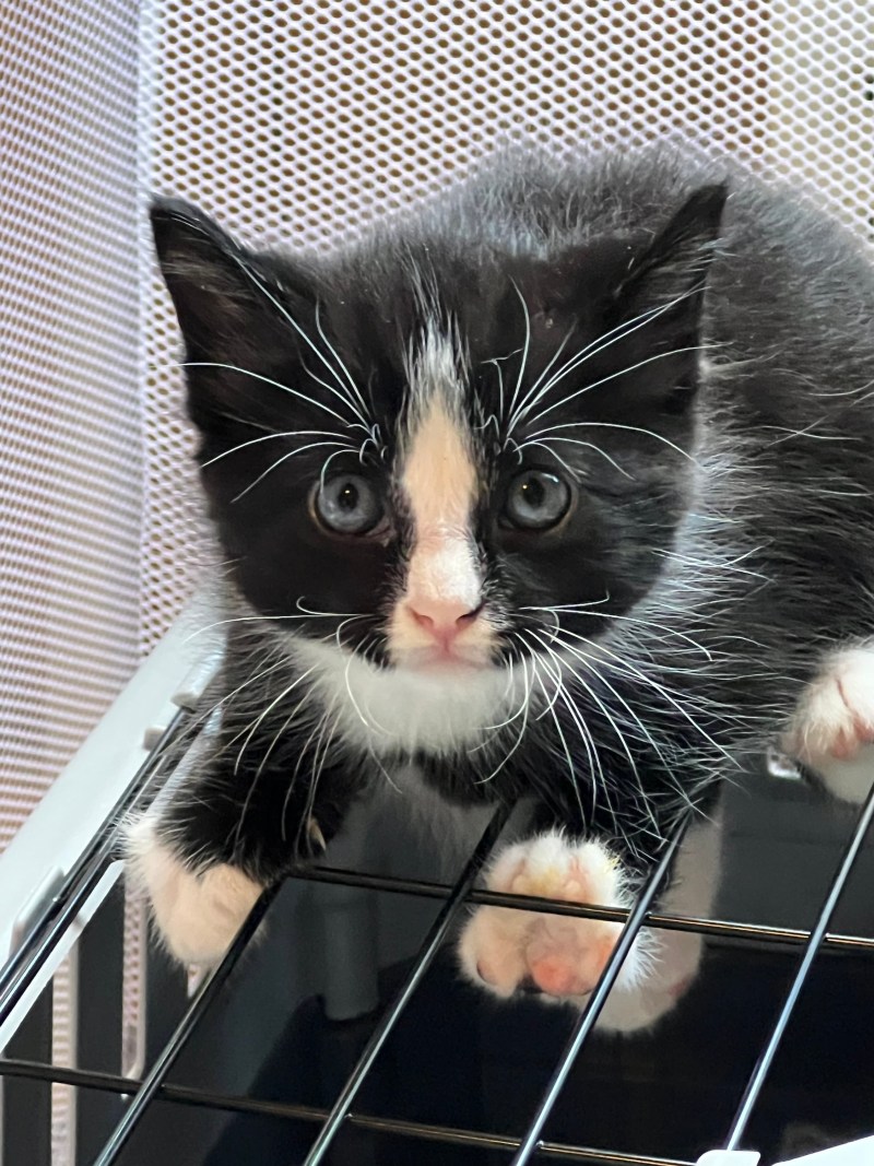 Donate to The Catina