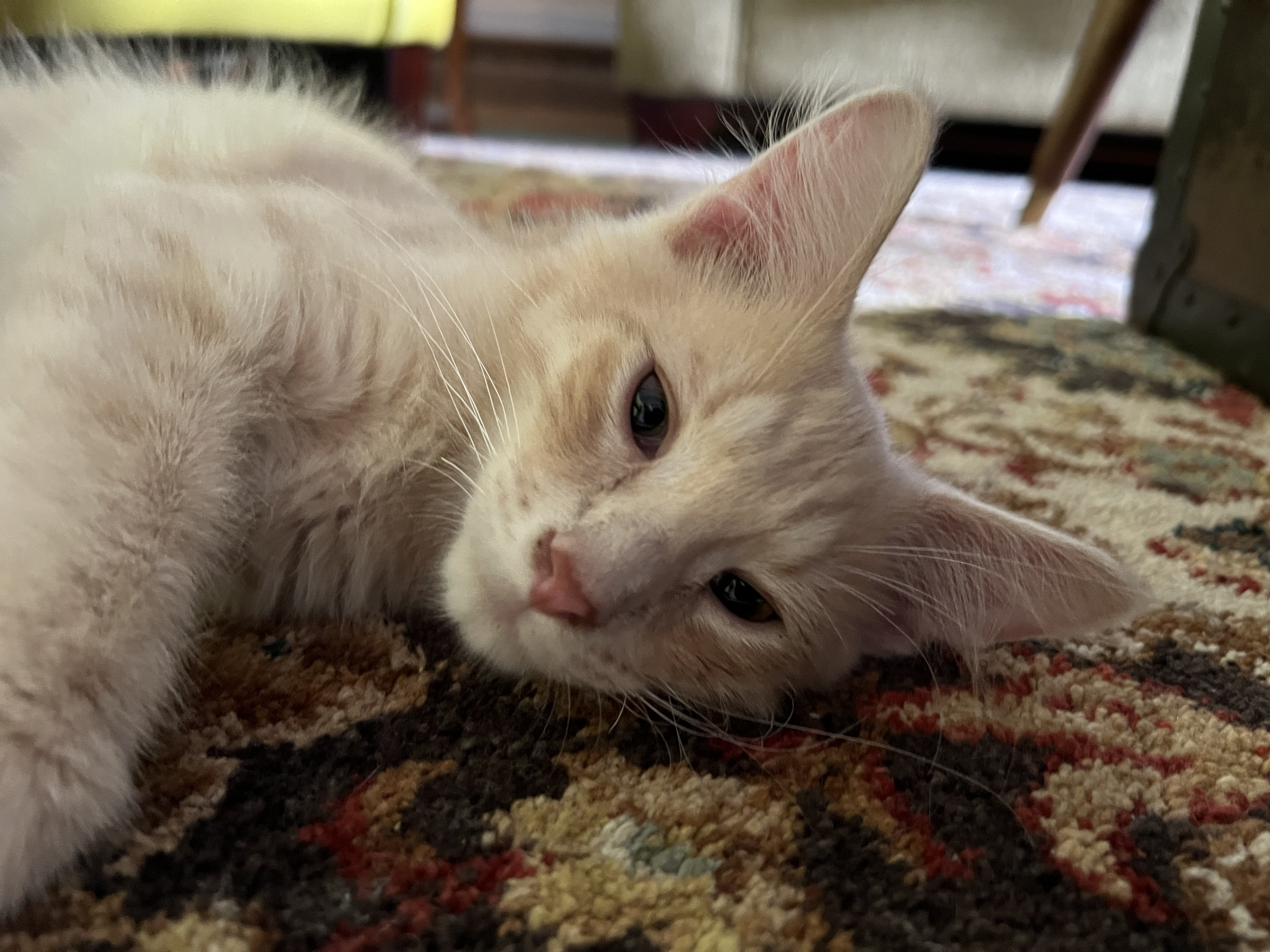 Donate to The Catina - Image 1